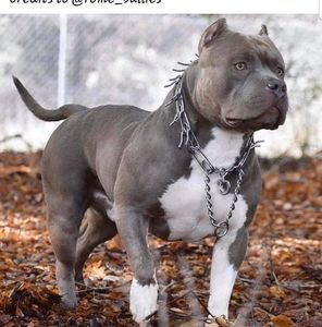 Meet your Posher, Tony